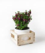 Single Birch Planter Box (Ceramic Pot Included)