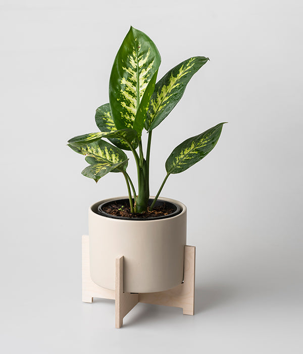 pot plant stand south africa Cango Pot Plant Holder (Ceramic Pot Included) – Native Decor