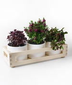 Triple Birch Planter Box (Ceramic Pots Included)